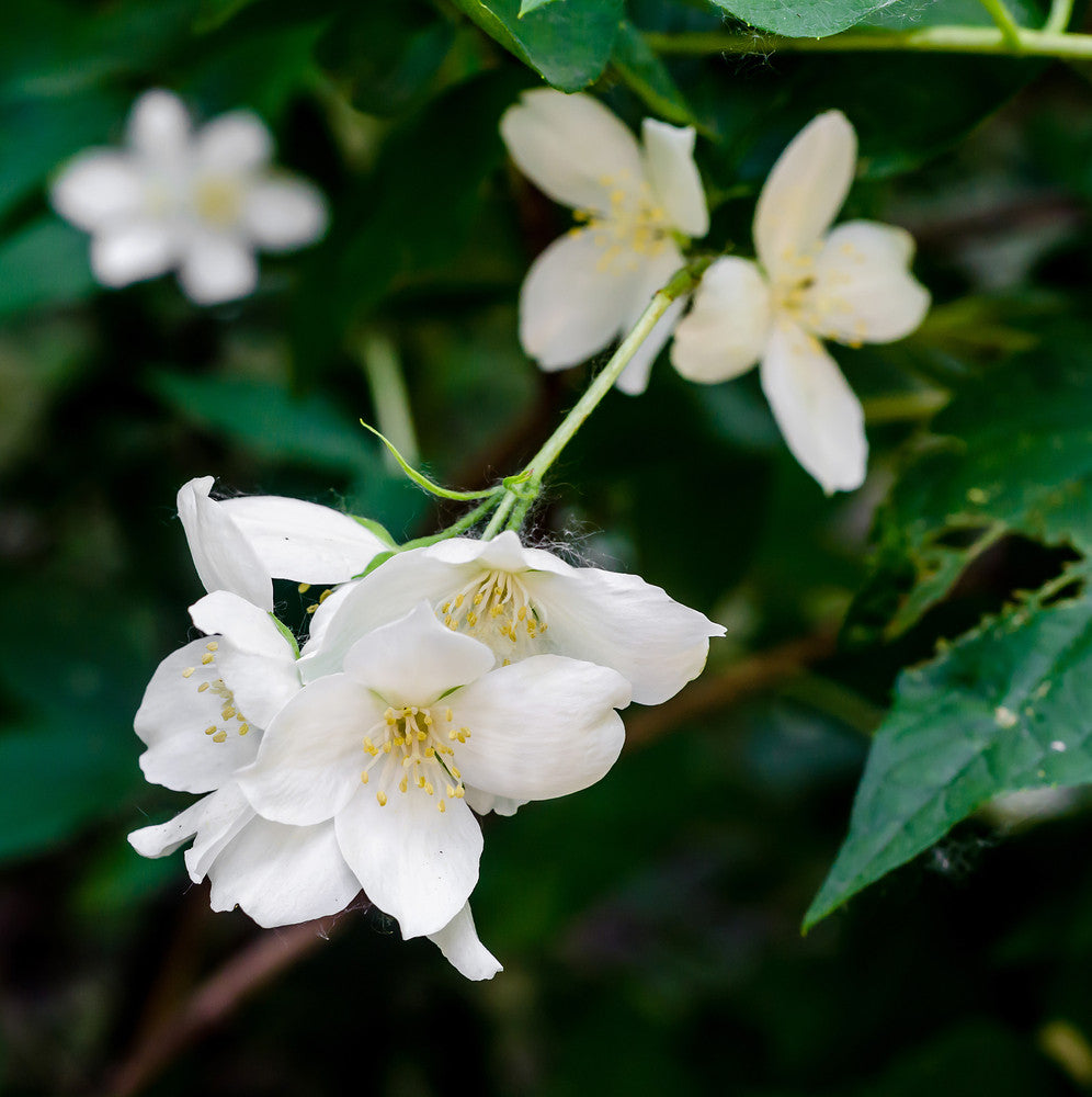 Jasmine grandiflorum flowers