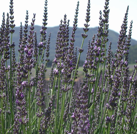 Lavender, Spike