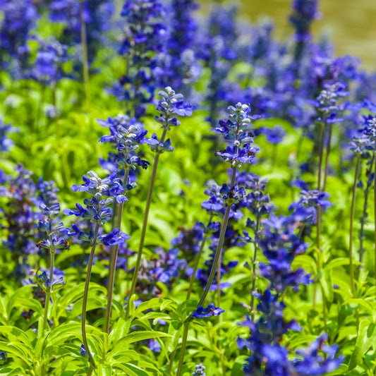 high altitude lavender