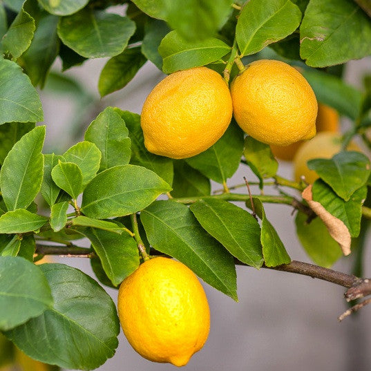Lemon, Organic