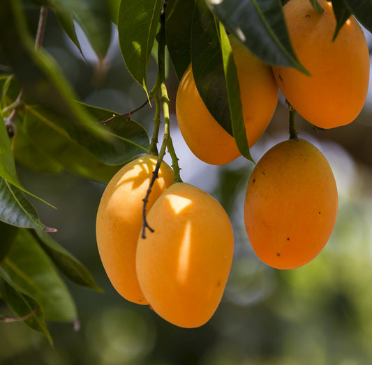 Mango Butter, Organic, Unrefined