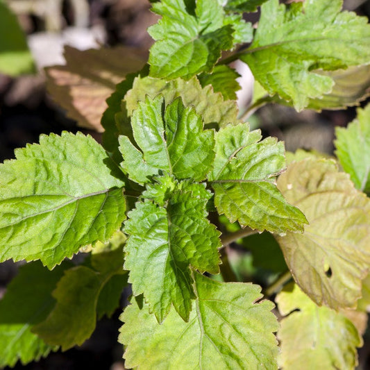 Patchouli, Organic