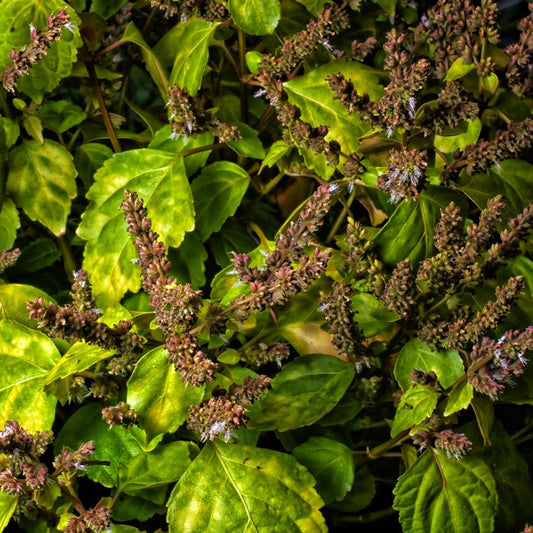 Patchouli, Organic