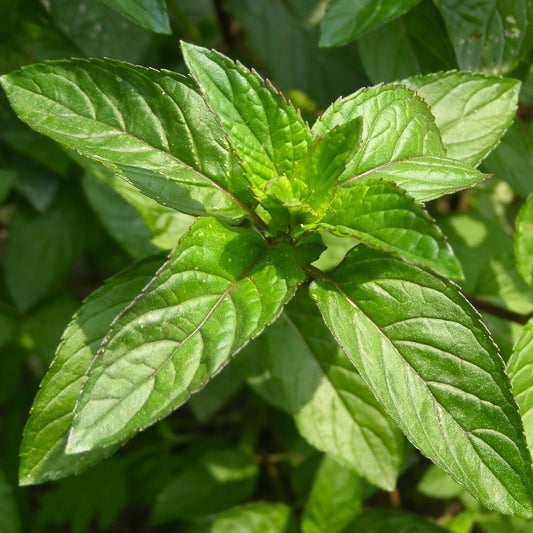 Peppermint, Premium