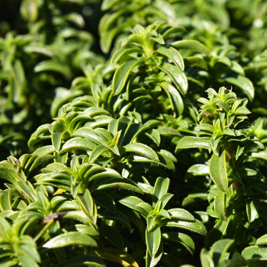 Savory, Winter (Mountain Savory)