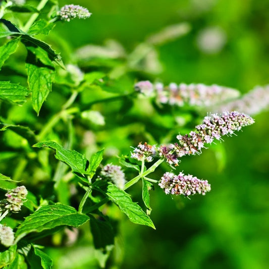 Spearmint, Premium