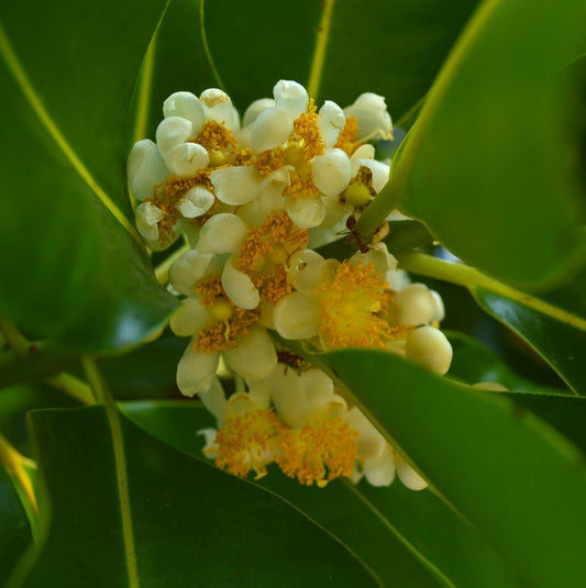 Tamanu (Foraha) Oil, Organic