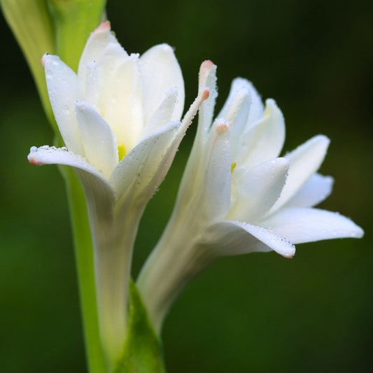 Tuberose Attar