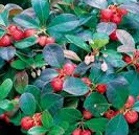 Wintergreen bush with berries
